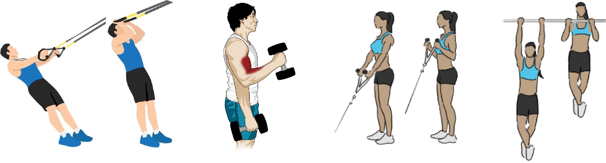 biceps sangle exercices biceps musculation coach sportif lyon